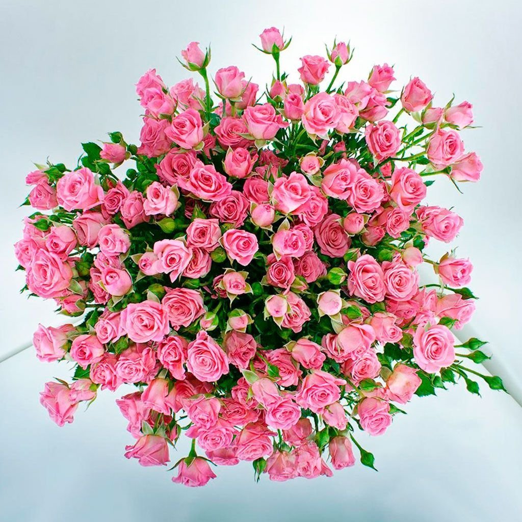 Роза кустовая белалинда