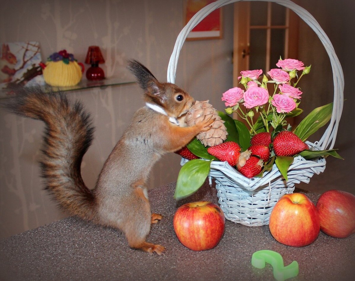 Праздничная белка