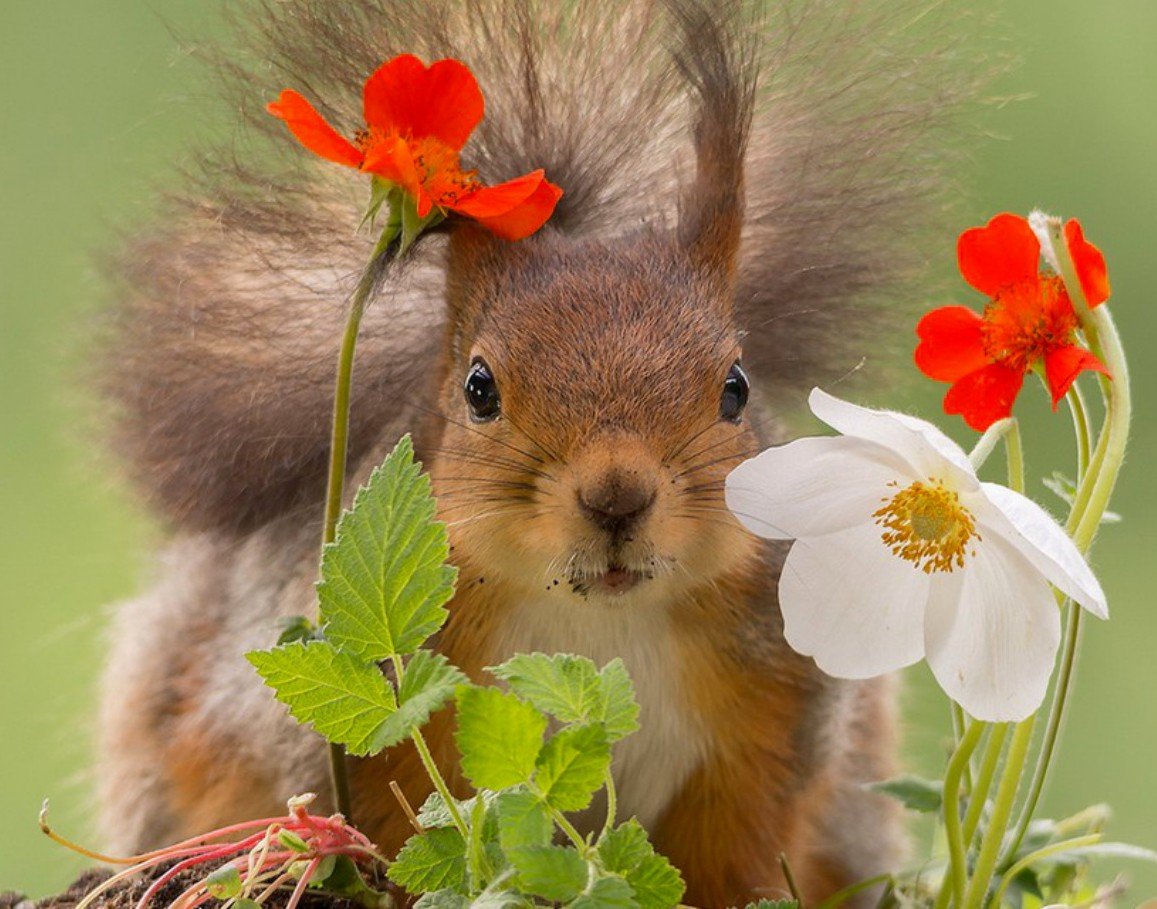 Белочка с цветами