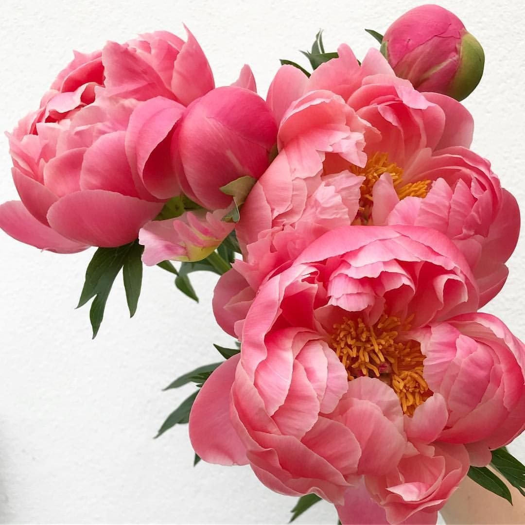 Пион Фафнер