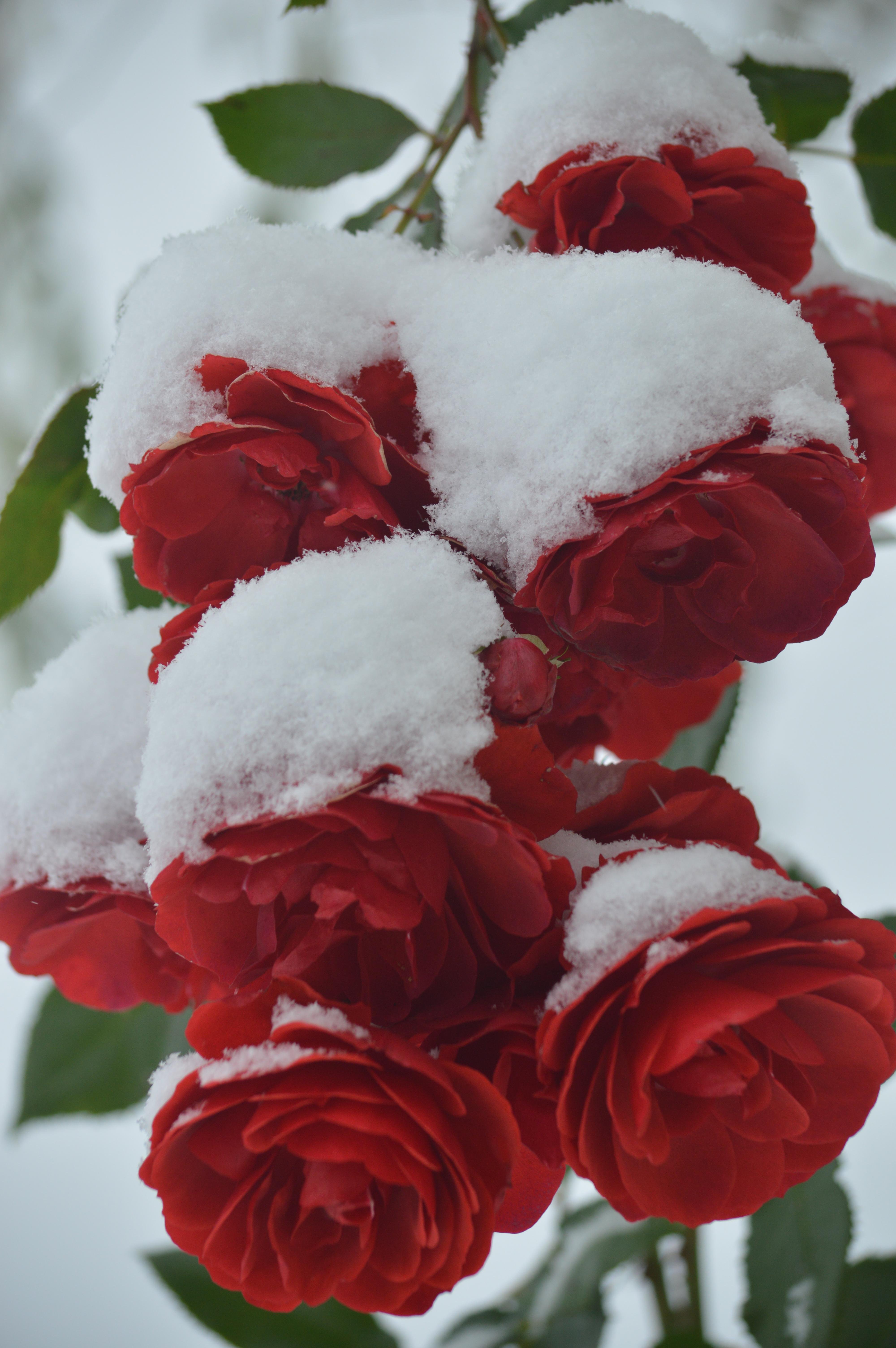 Розы снег красиво. Зимник цветок. Зимние цветы. Цветы в снегу. Красивые зимние цветы.