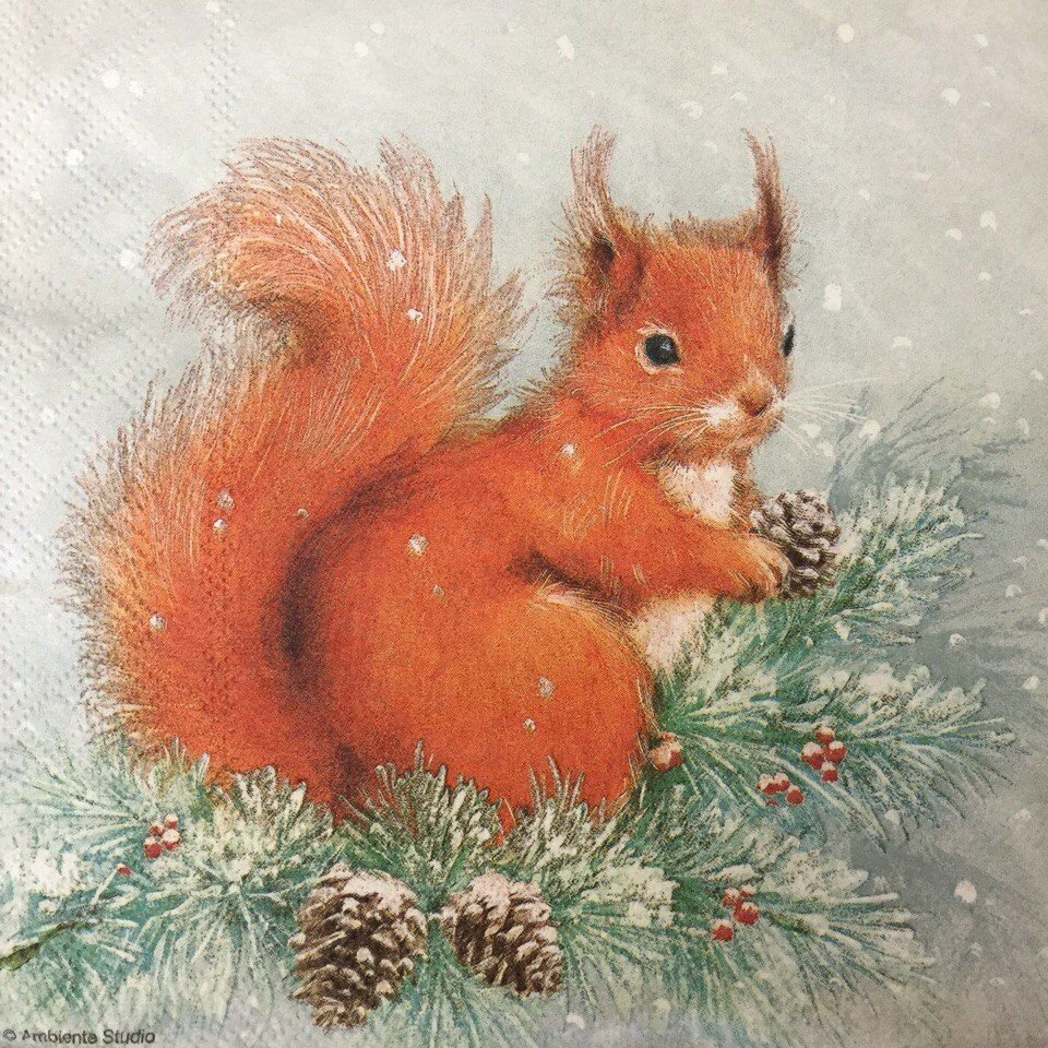 Белочка рисунок