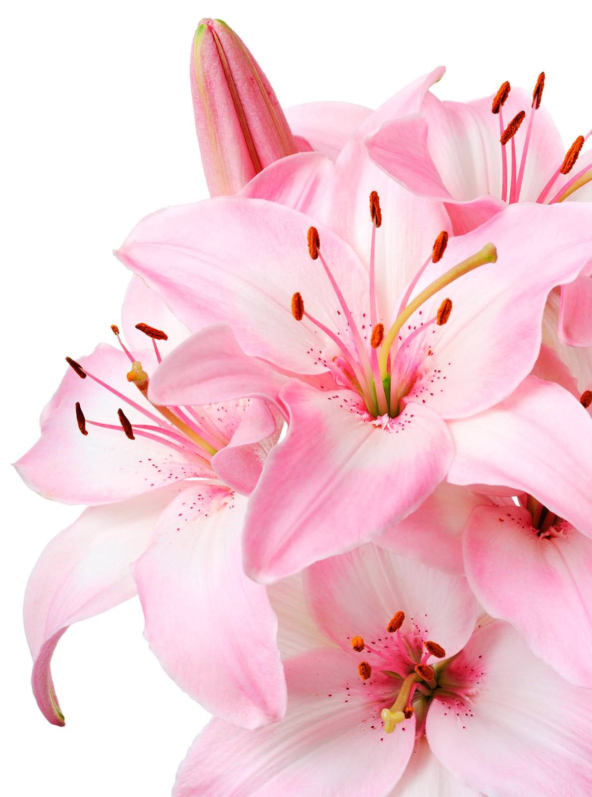 Нежные лилии