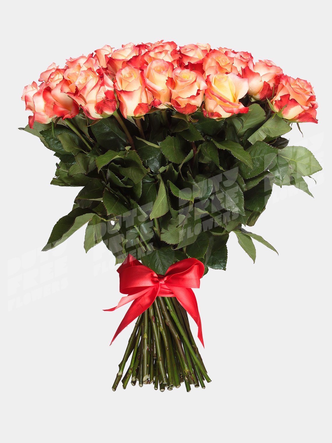 Роза 50 см Голландия