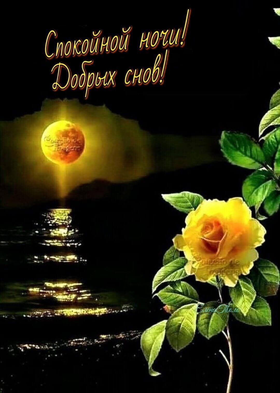 Ночь цветы пожелания