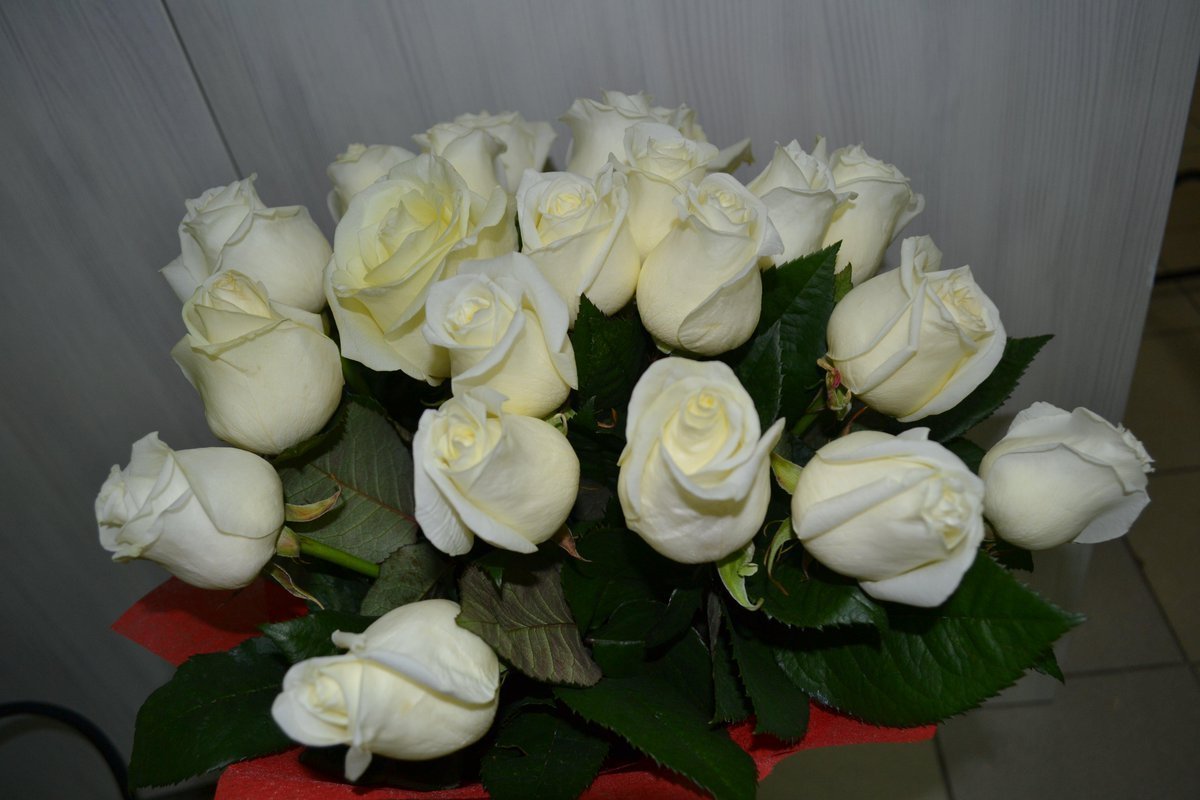 Белые розы фото