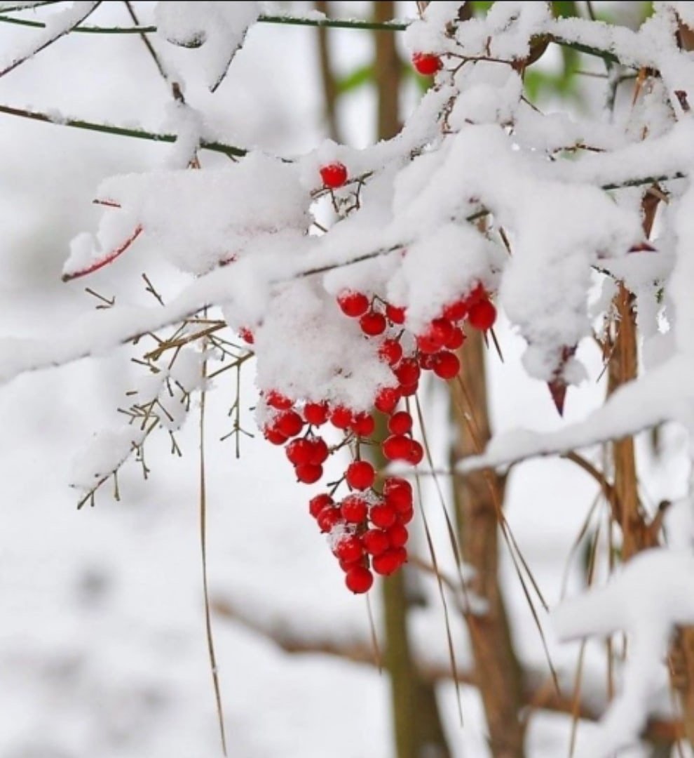 Красивые зимние цветы
