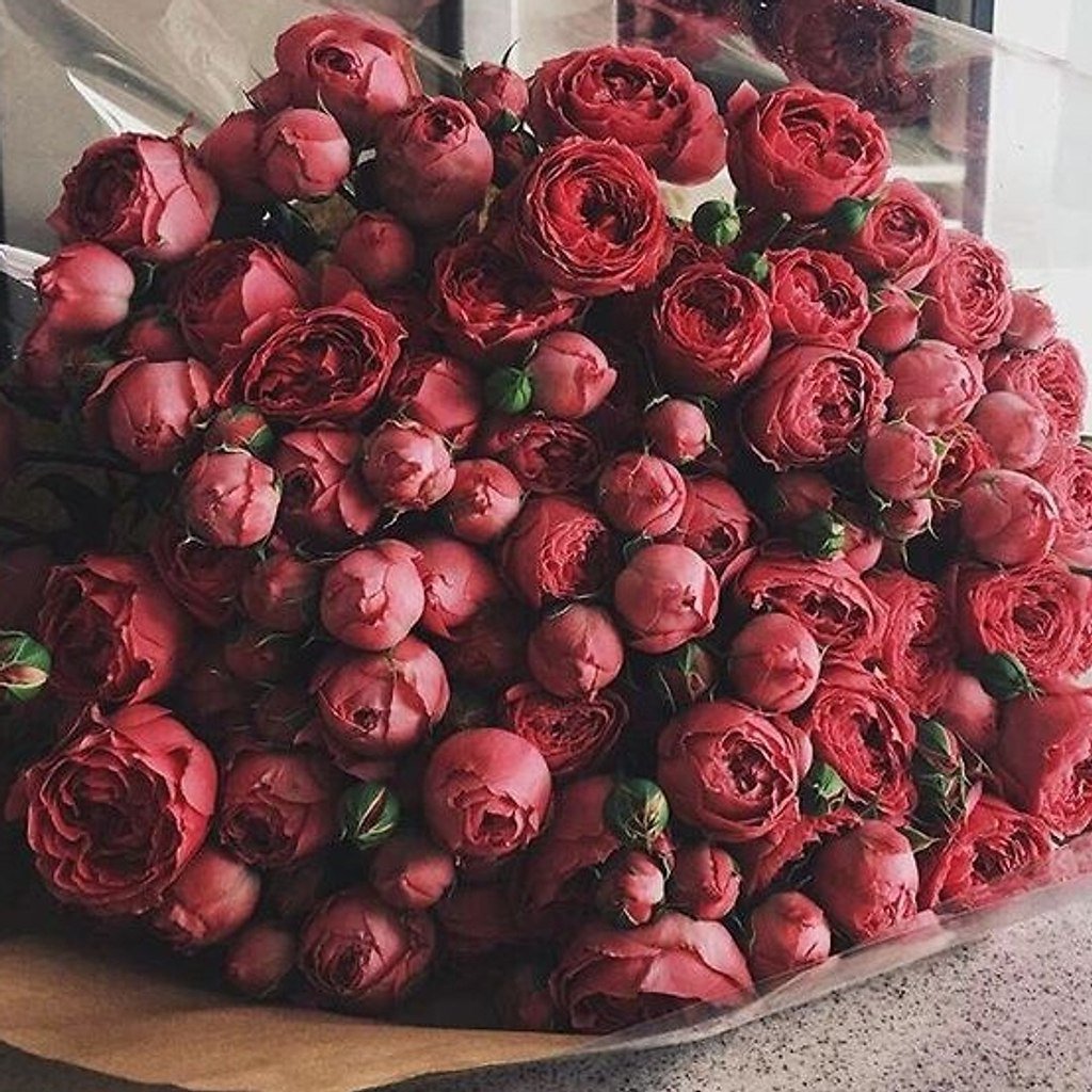 Огромный букет красных пионов