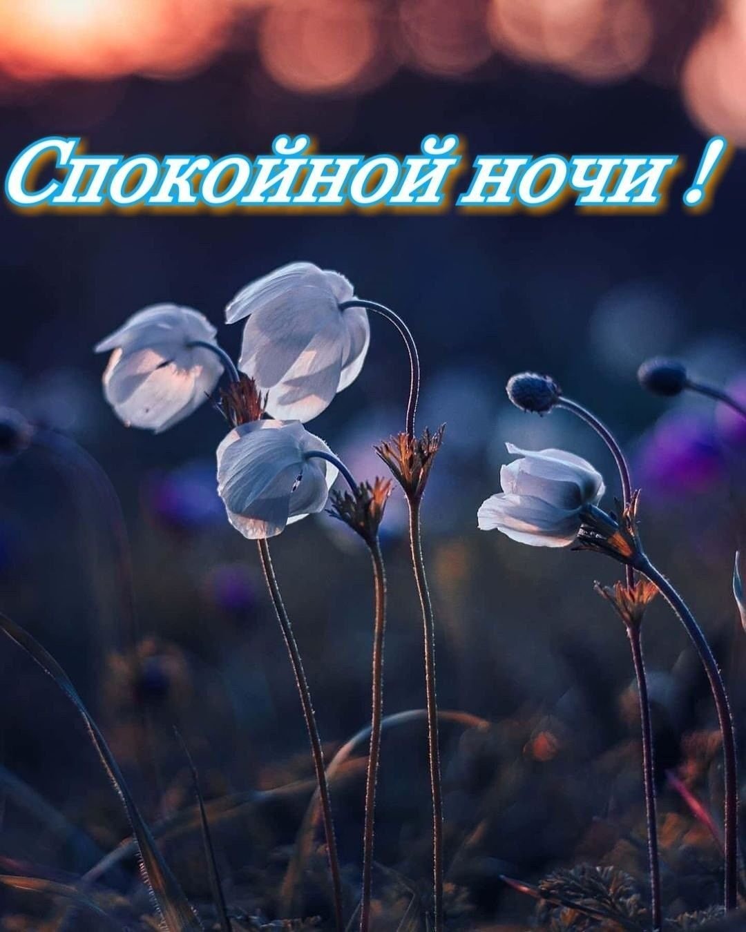 Доброй ночи Весна