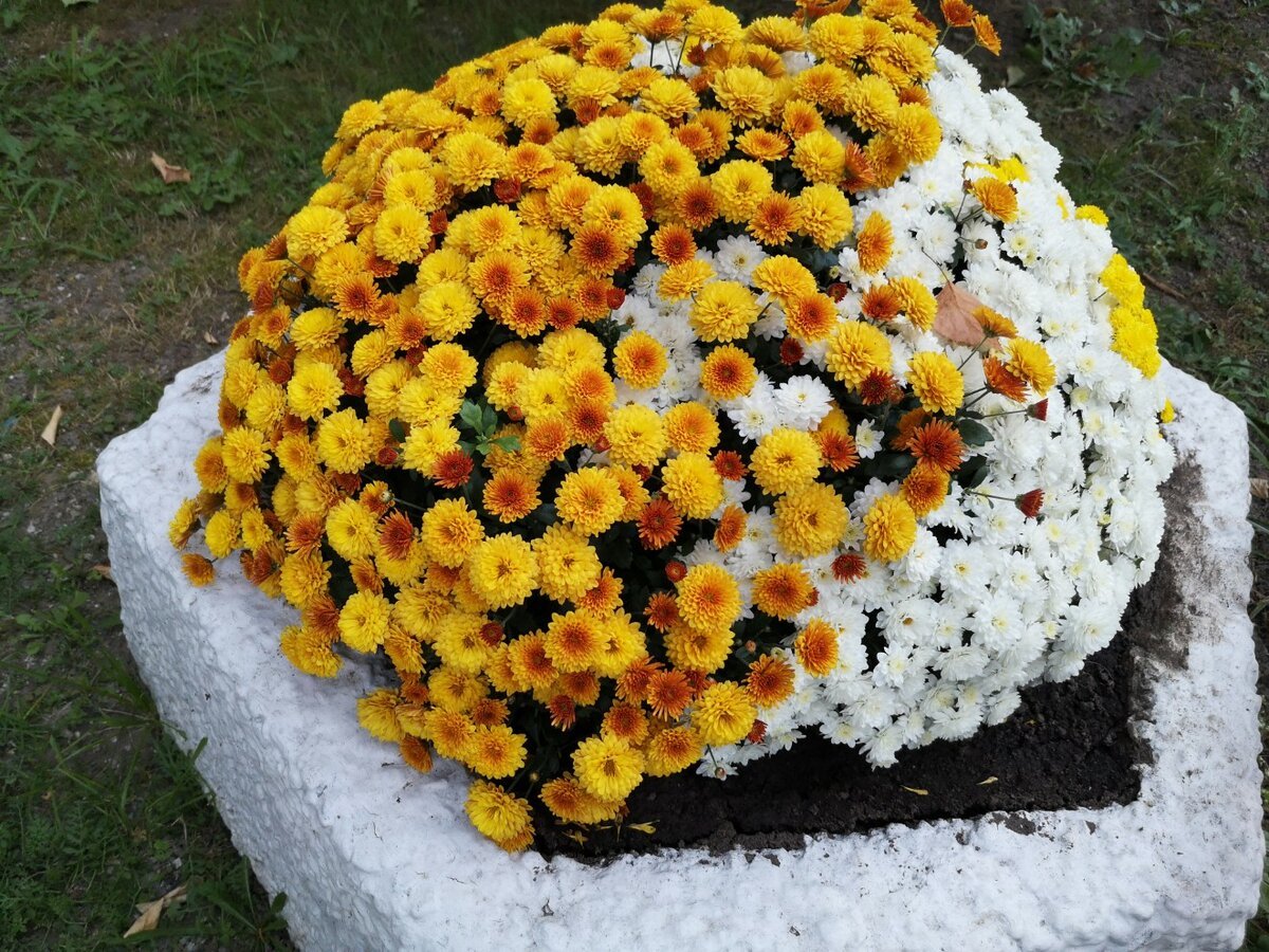 Хризантемы шаровидные букет - 69 фото