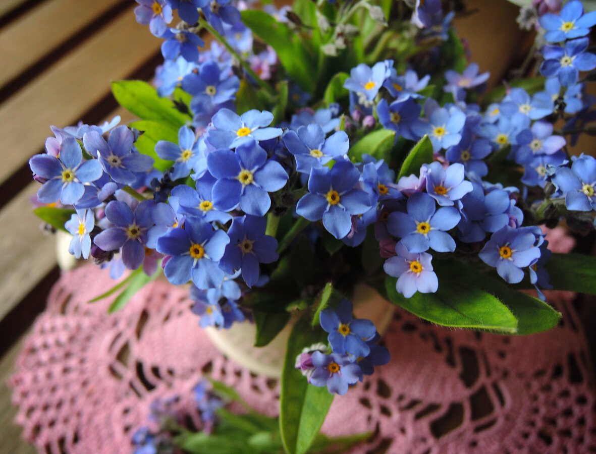 Фиалка Незабудка