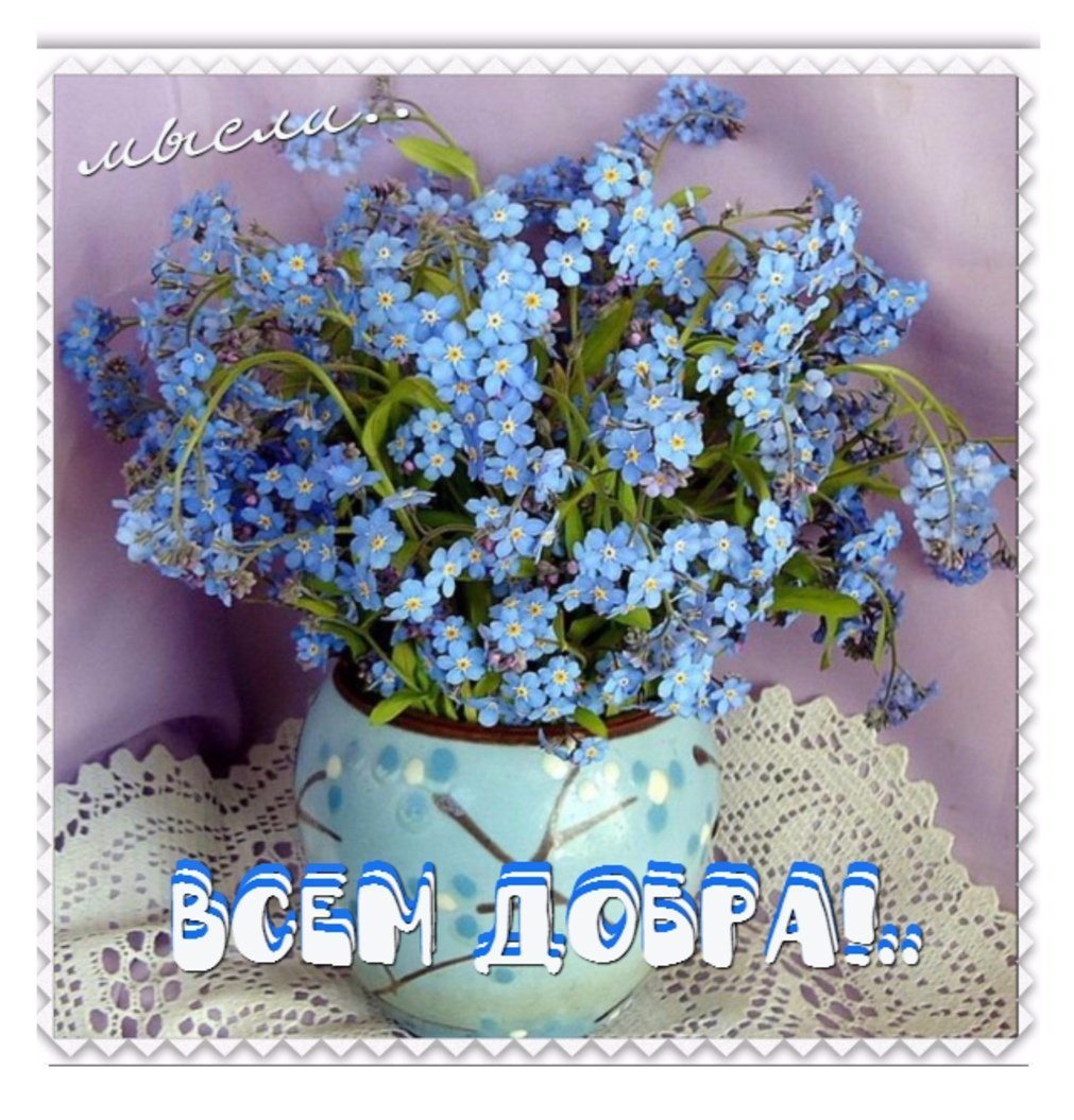 Фиалка букет незабудок