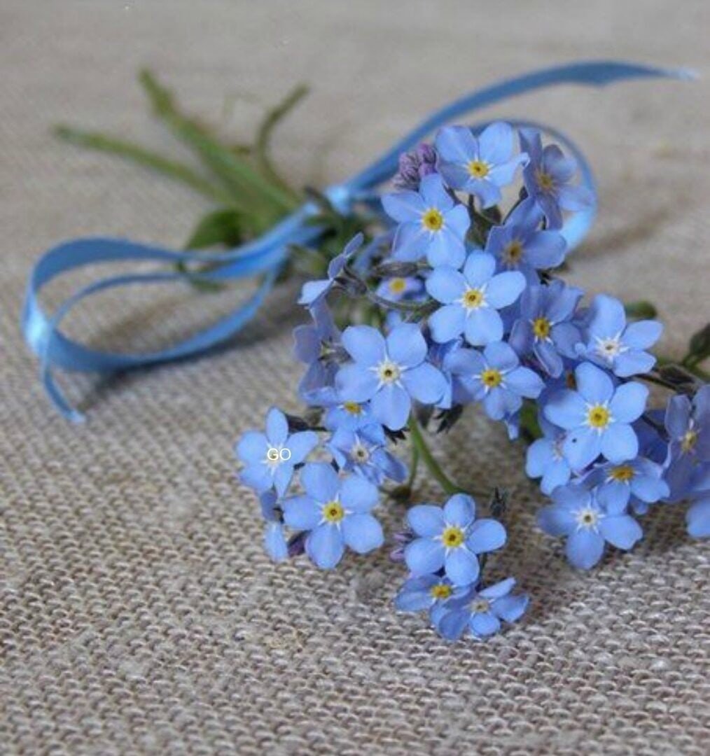 Красивый букет незабудок