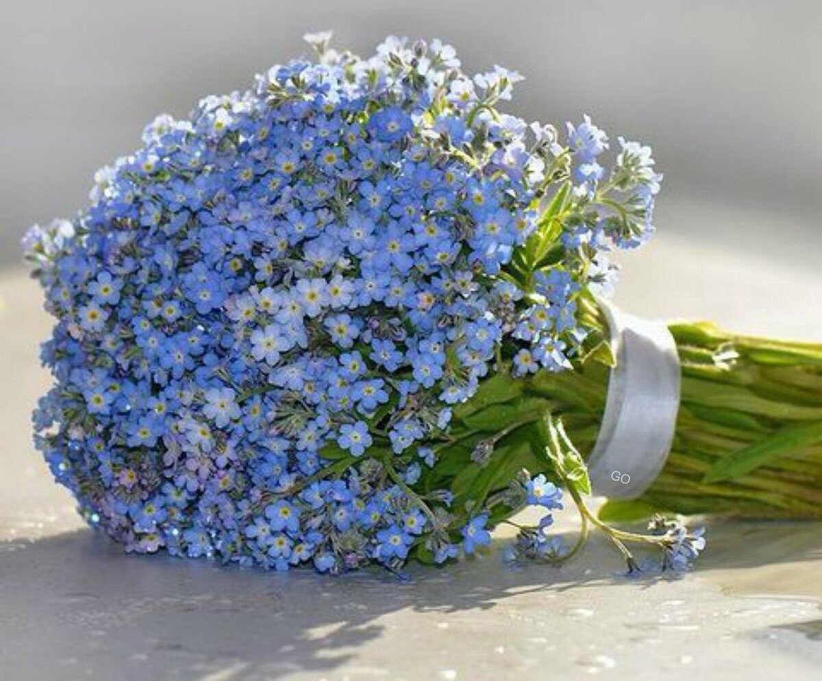 Букет в руке с незабудками картинки