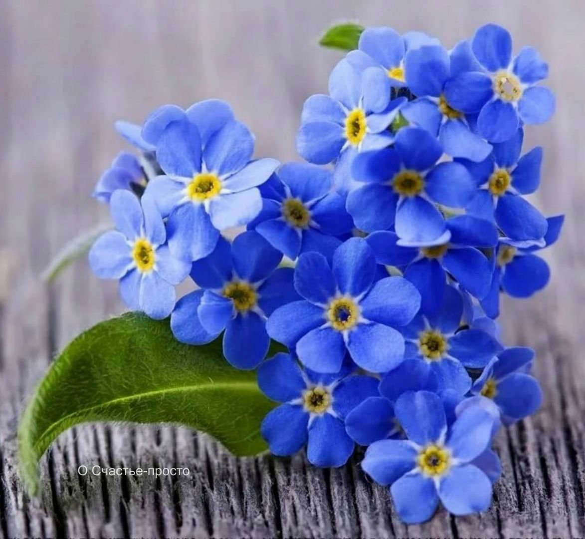 Красивый букет незабудок