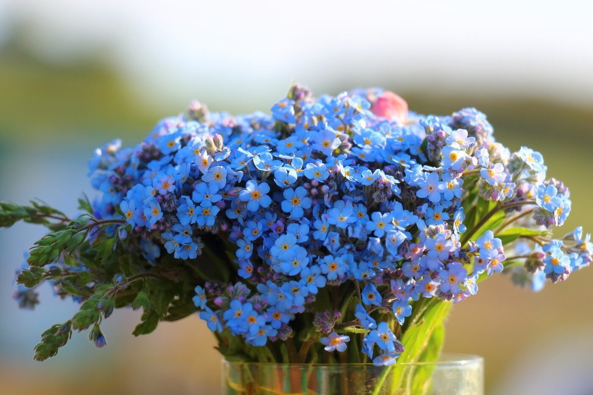 Ле букет незабудок фиалка