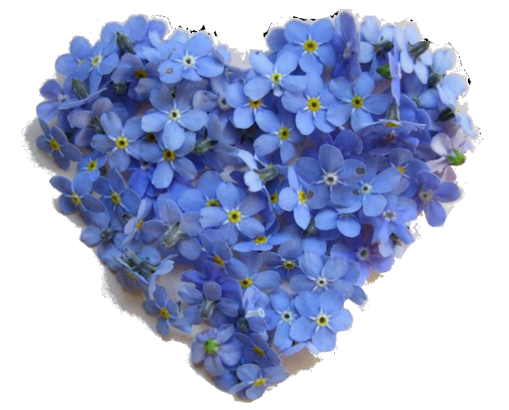 Фиалка Незабудка