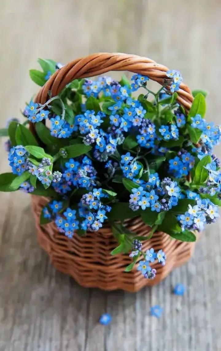 Будет незабудки