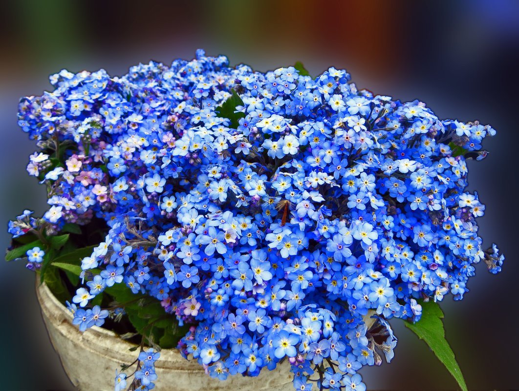 Фиалка букет незабудок