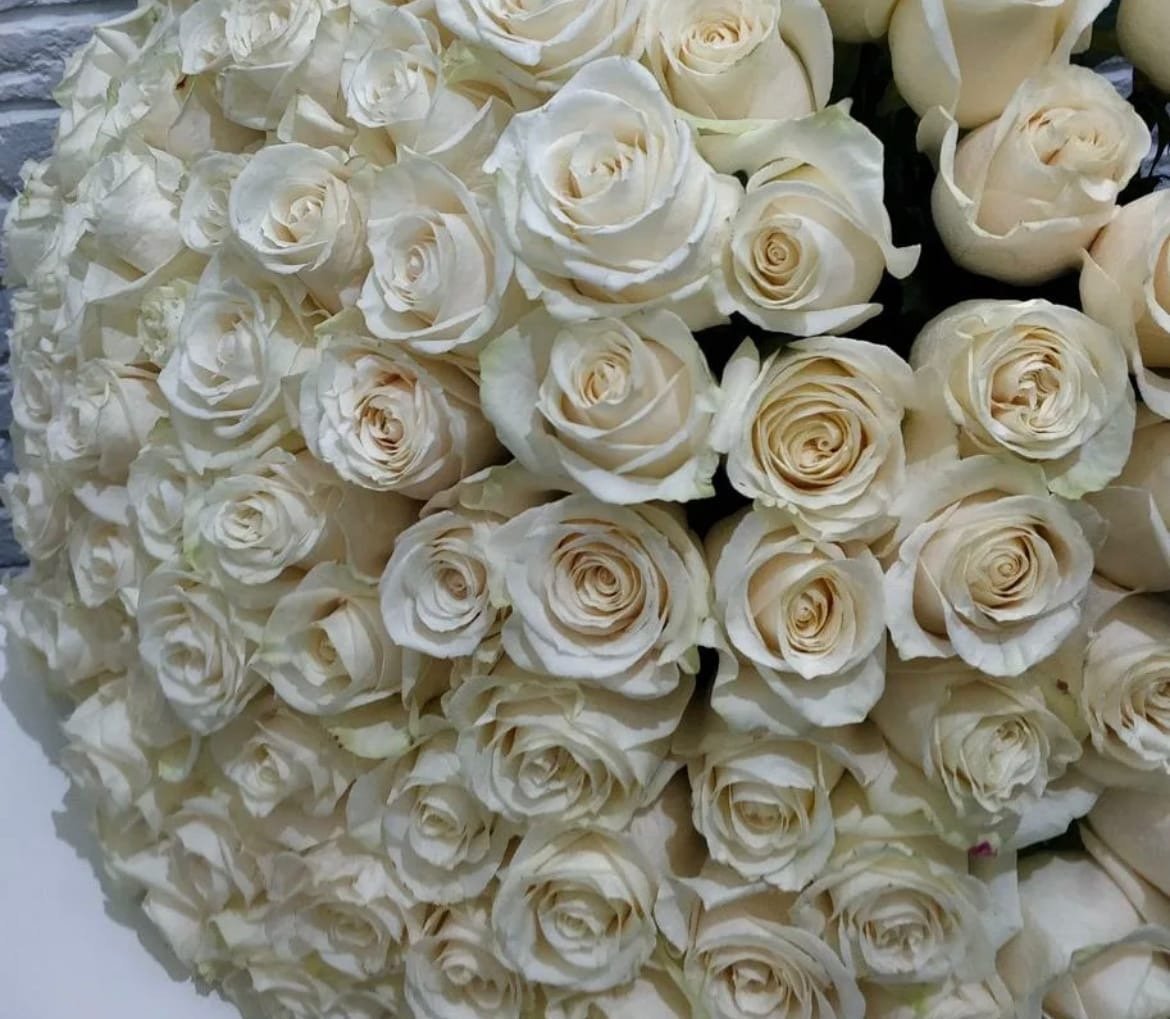 Крупные розы букет. Букет из 101 белых роз Аваланж. Большой букет белых роз. Огромный букет белых роз.