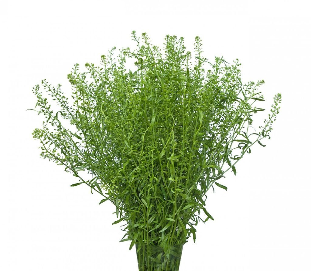 Грин Белл зелень