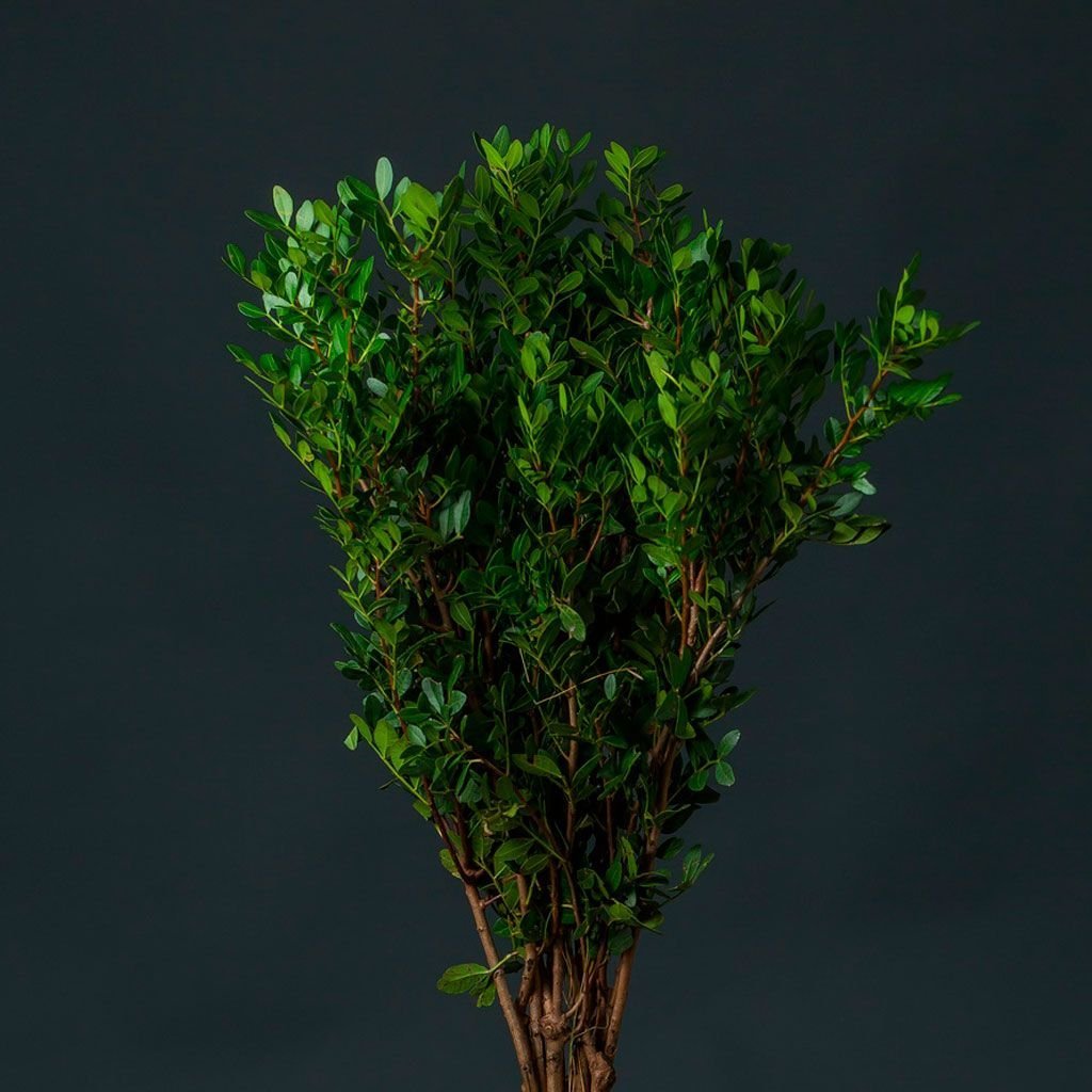 Рускус Италика зелень