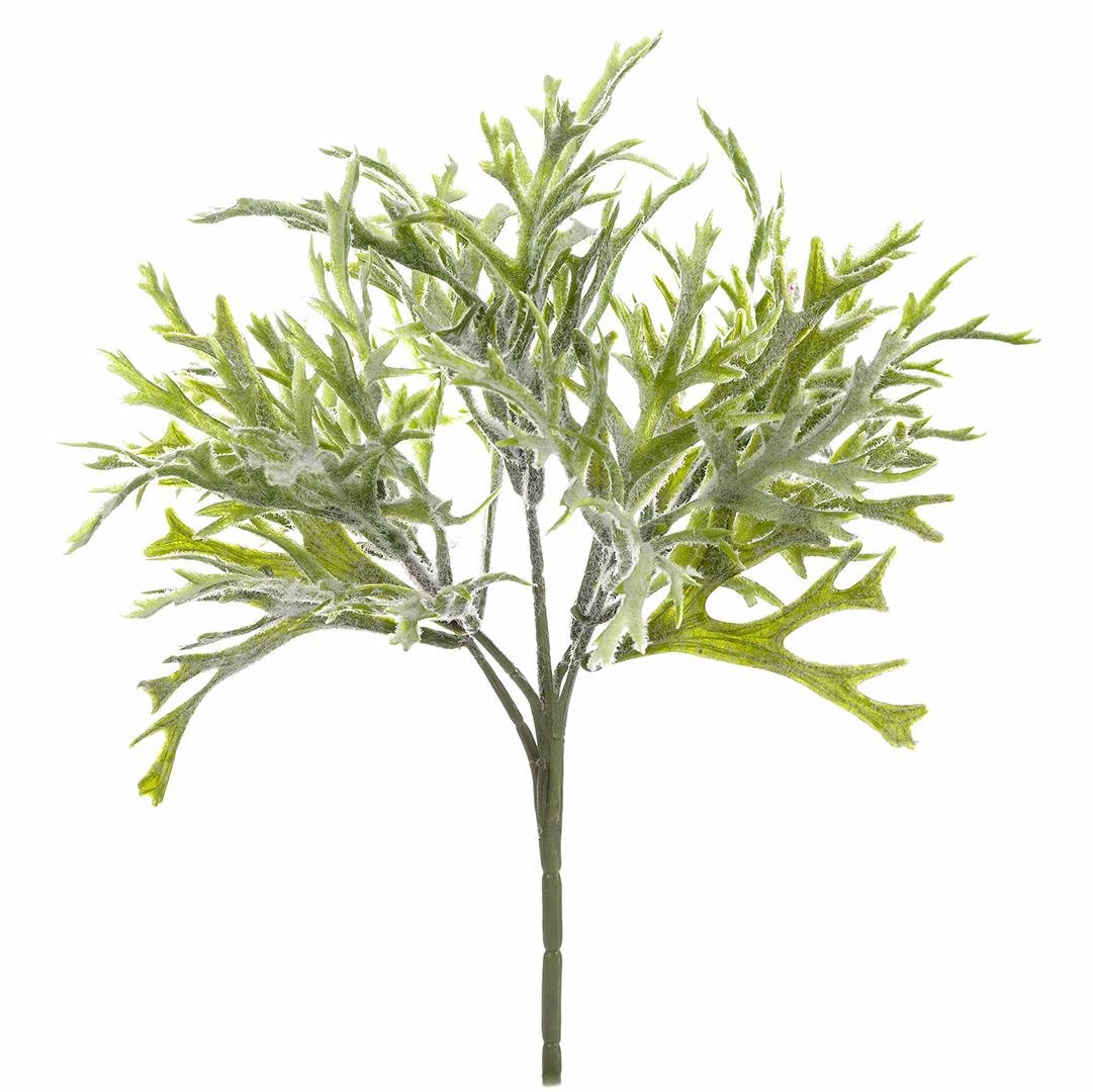 Диантус Барбатус Грин трик