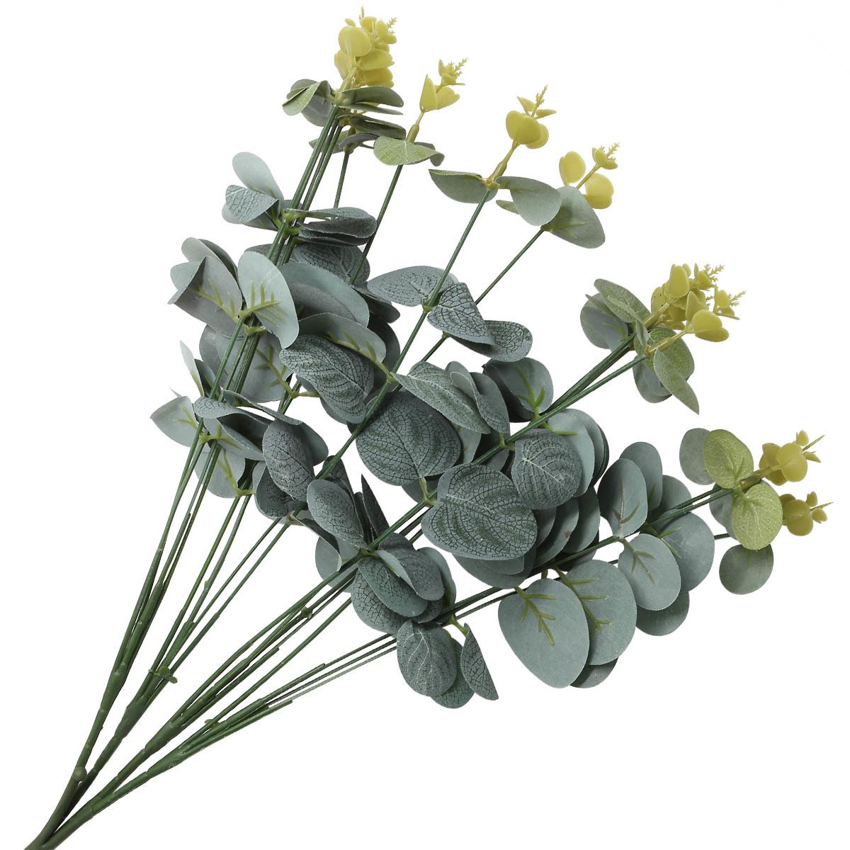 Диантус Барбатус Грин