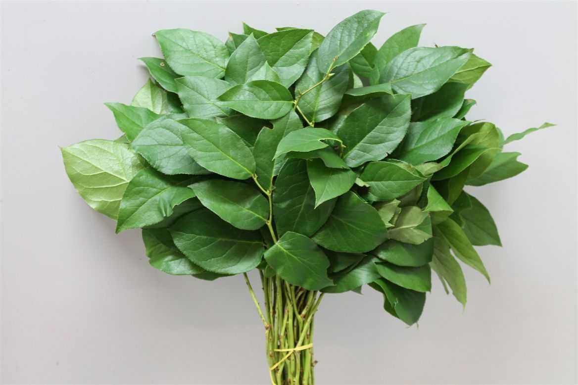 Гарни букет приправа