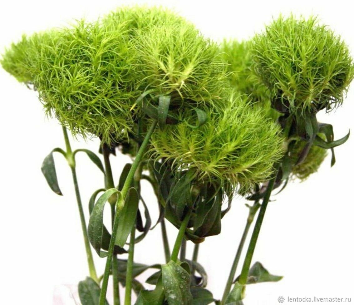 Рускус голландский