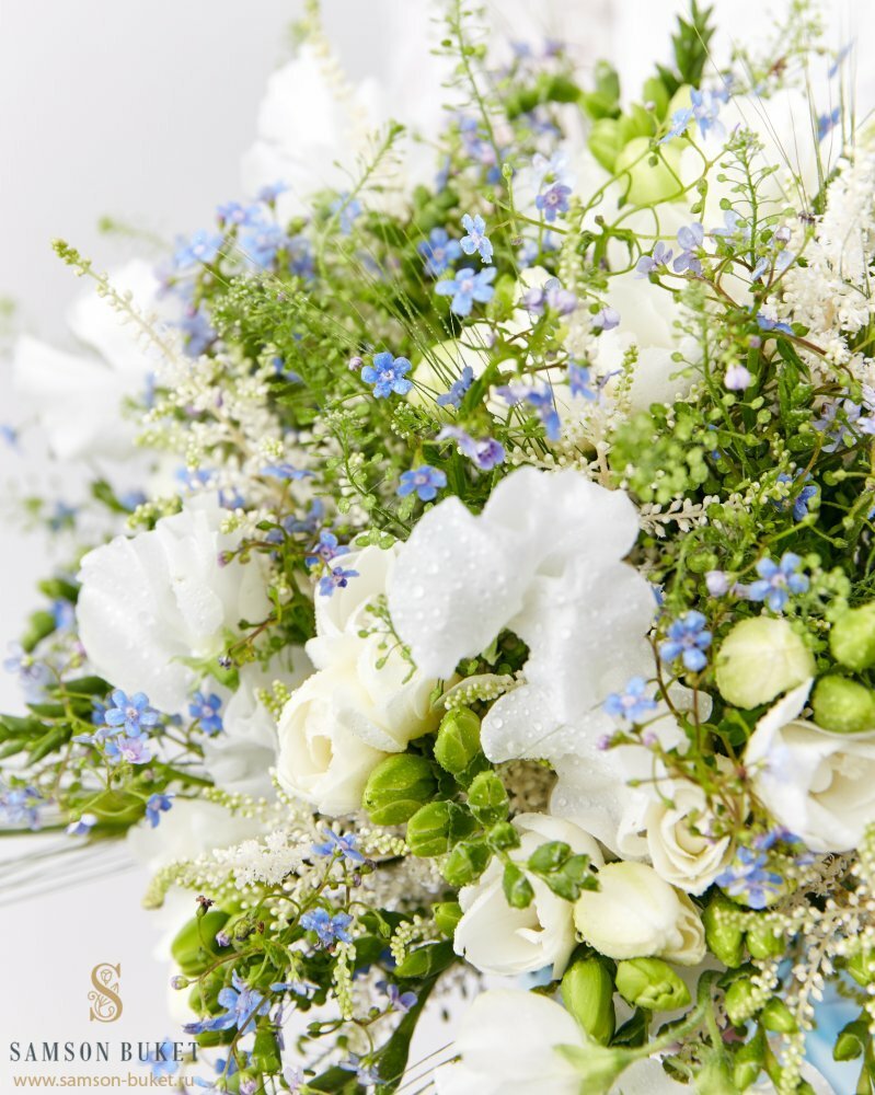 Тысячелистник сухоцвет