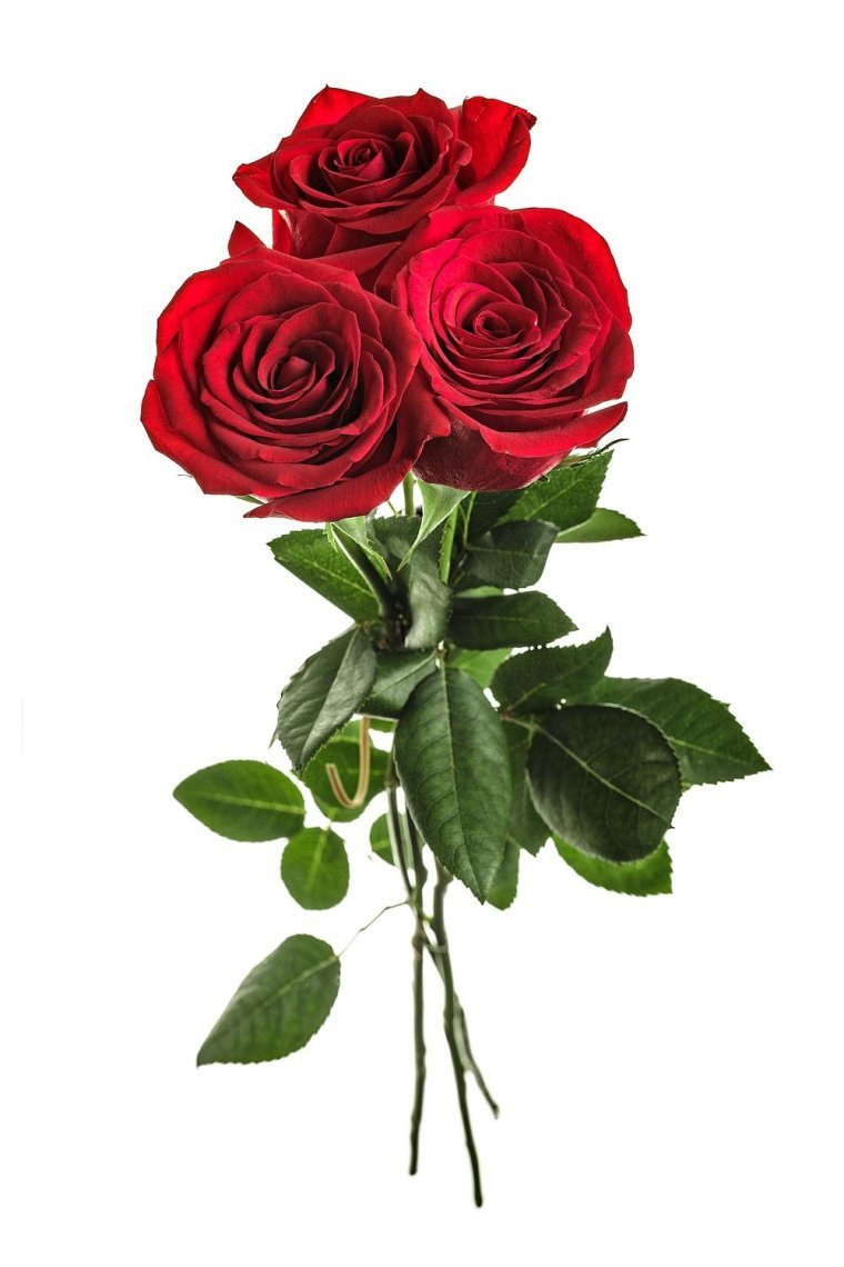 Три красные розы