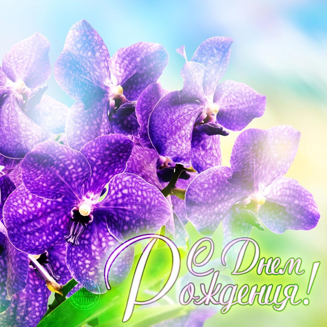 Цветы орхидеи букет