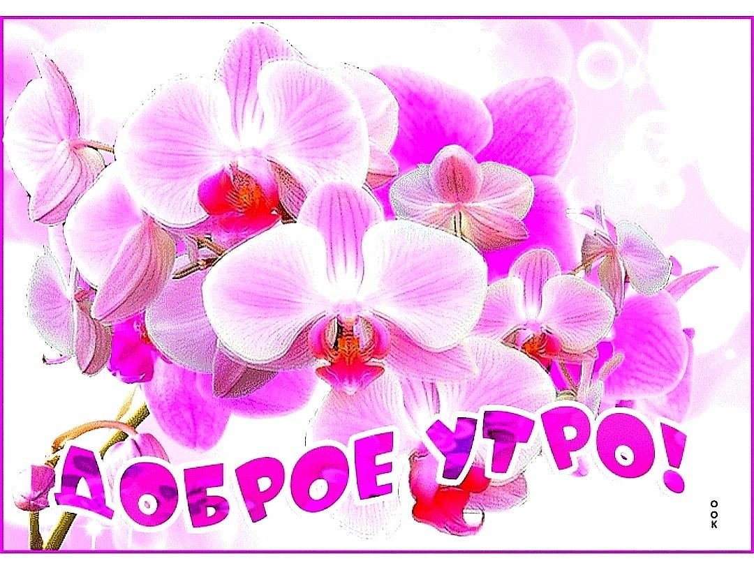 Букетище орхидей