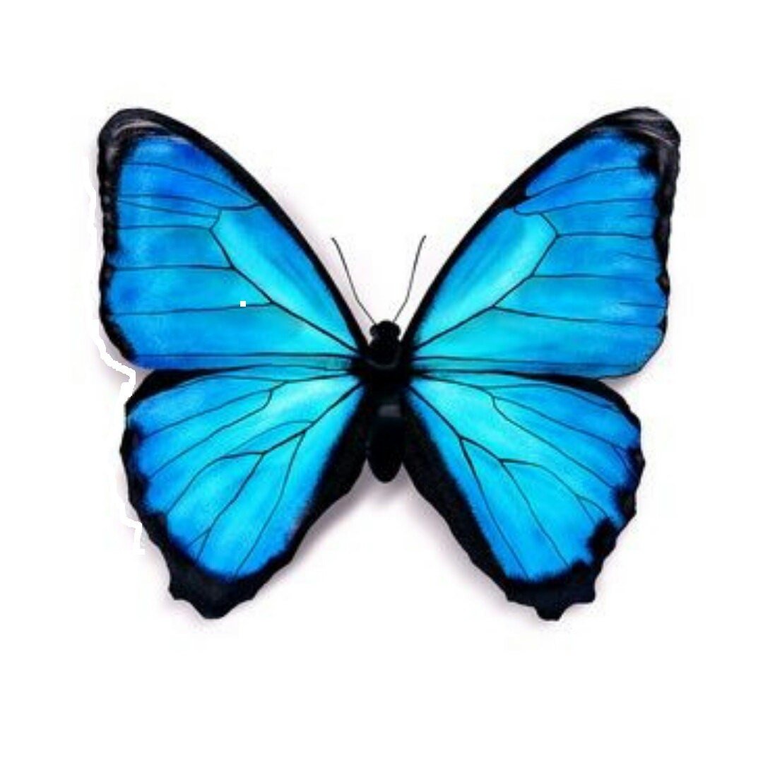 Синие бабочки для печати