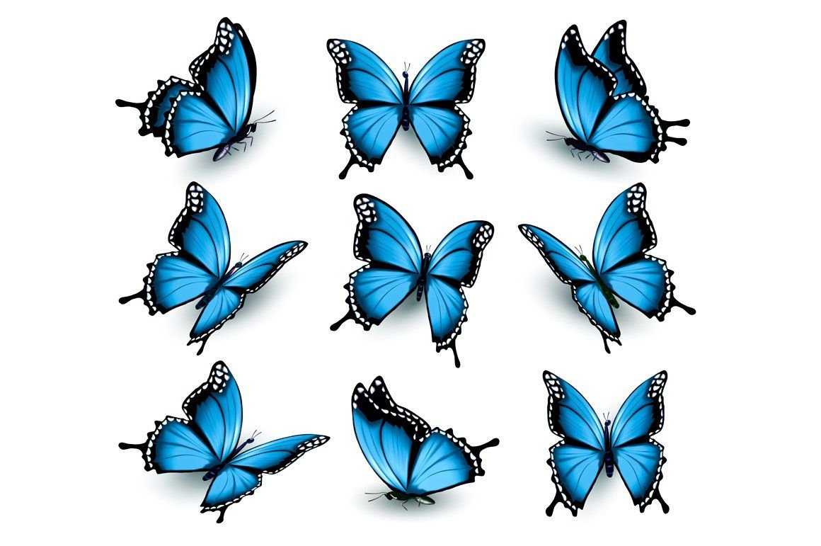 Бабочки в разных ракурсах