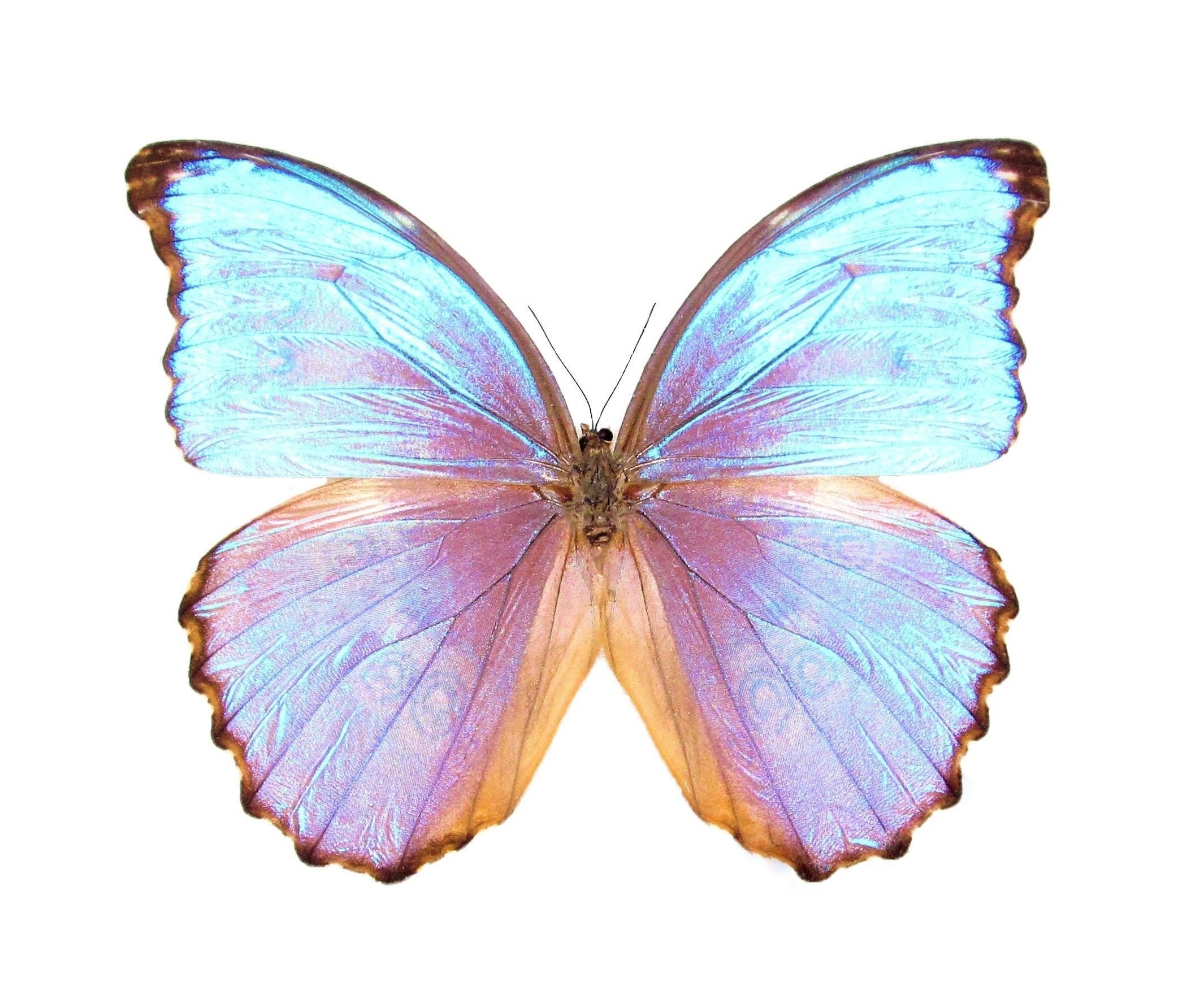 Розово голубая бабочка. Морфо адонис бабочка. Бабочка Морфо Годарта. Бабочка Морфо Гекуба. Morpho Баттерфляй.