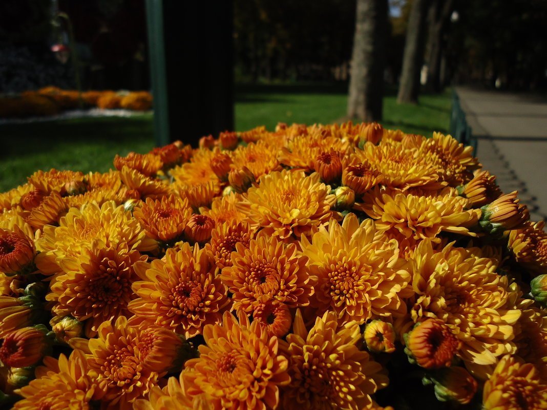 Хризантема корейская Рандеву