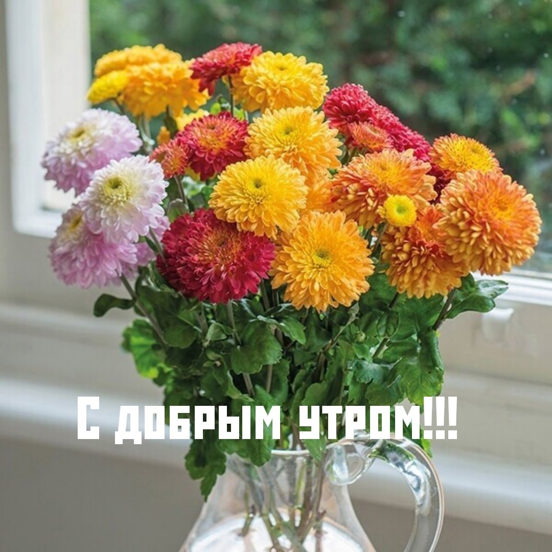 Хризантема корейская помпон бронз