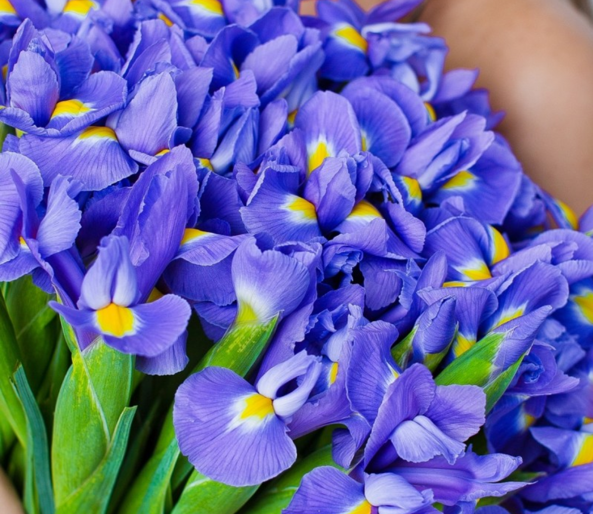 Букет ирисы 19 ирисов