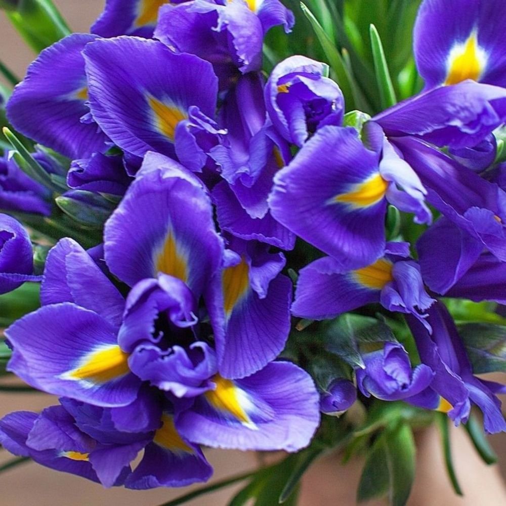 Красивый букет ирисов