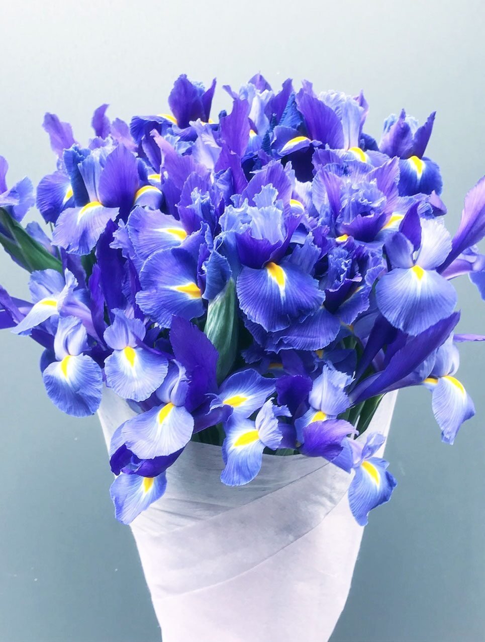 Ирис Блю Мэджик букет