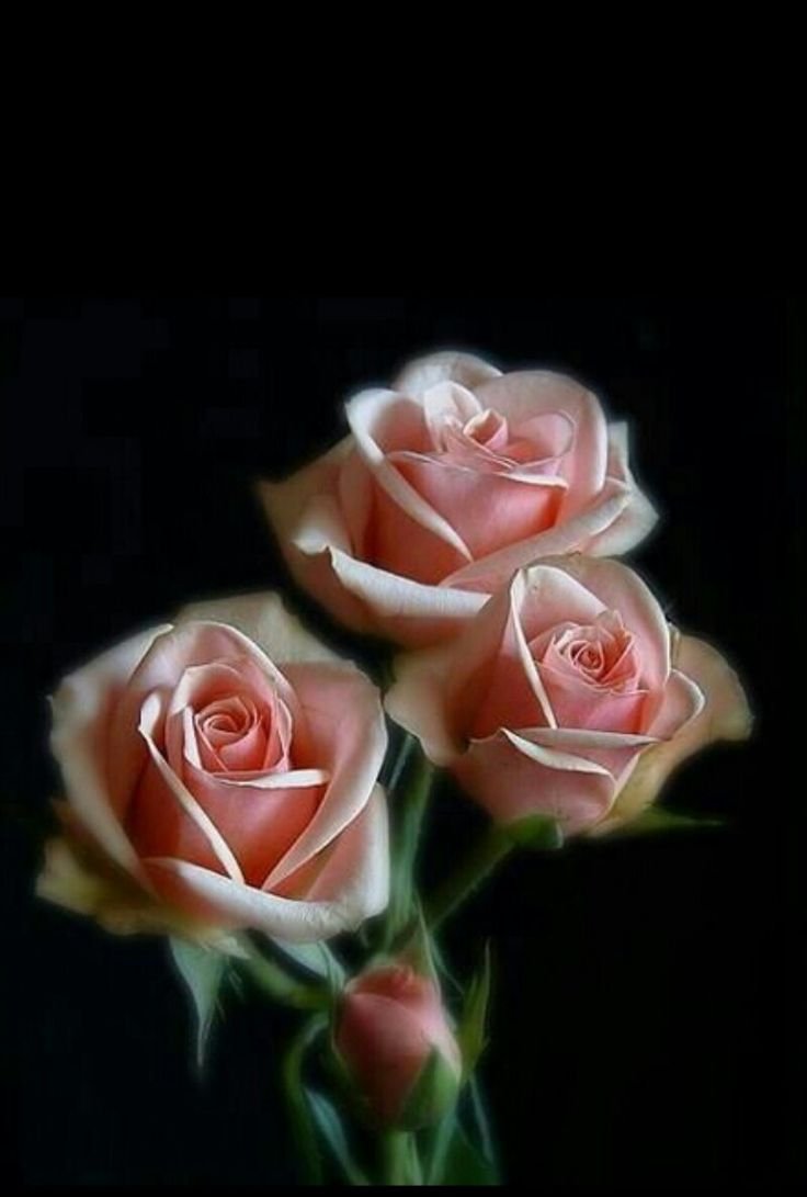 Цветы гиф анимация