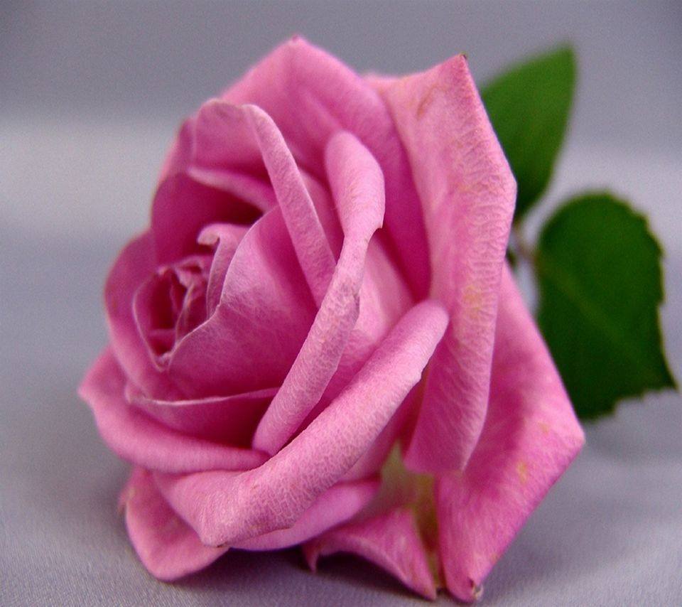 Восхищение красотой цветов