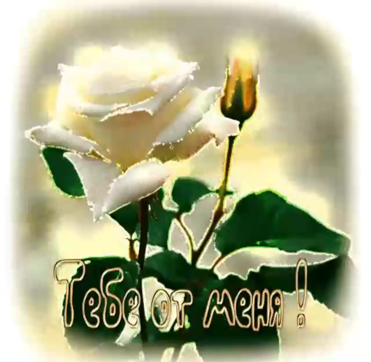 Открытки белые розы для тебя