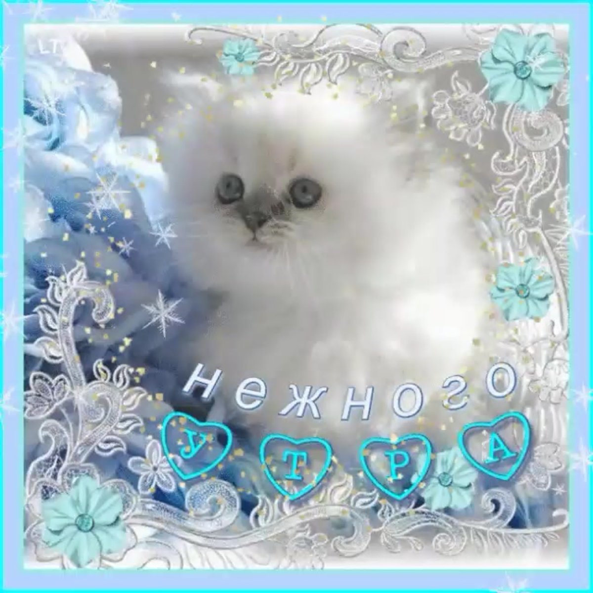 Открытки с добрым утром красивые с котятами