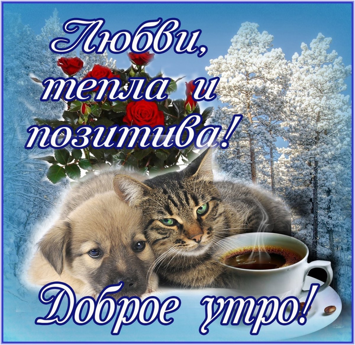 Красивые картинки с котиками и пожеланием доброго утра зимой