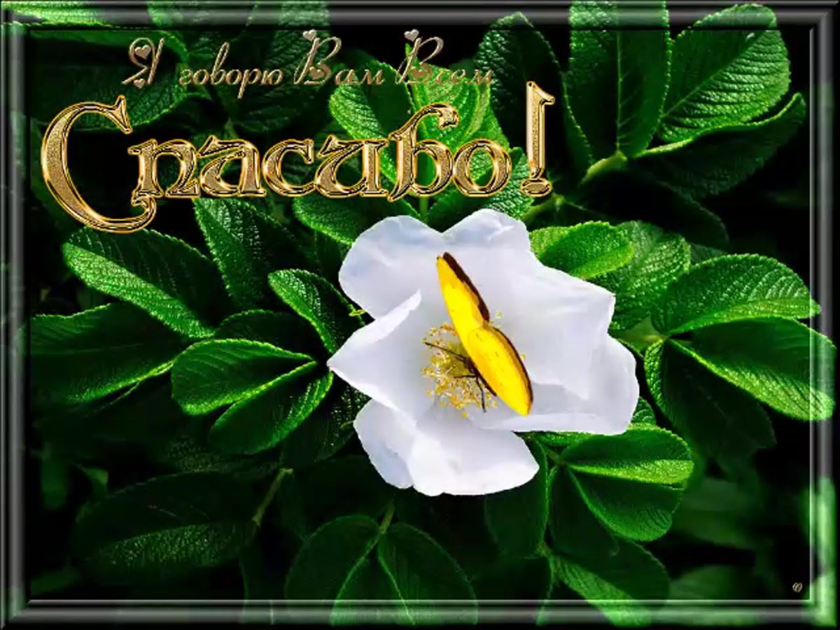 Открытка спасибо