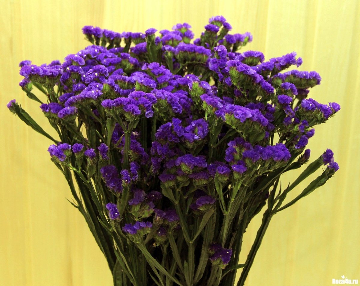 Статица долгоцветущая Букетная смесь окрасок