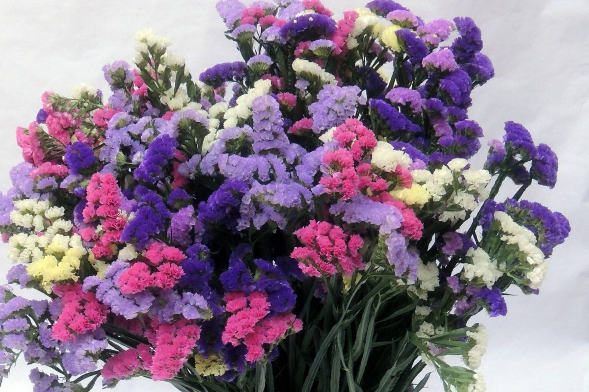 Статица и лимониум во флористике